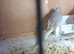 Diamond doves