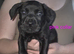 Cane corso cross presa canerio