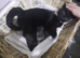 Kittens looking for new homes