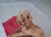 Cavapoo puppies