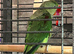 Male young alexandrine