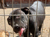 Staffy puppies