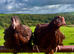 POINT OF LAY PULLETS AVAILABLE. EXCELLENT LAYERS AND GREAT QUALITY
