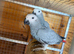 African Grey Young Parrots - Hens