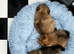 Pomeranian puppies