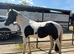 Very pretty welsh x mare 13.2
