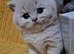 Chunky BSH kitten PET ONLY