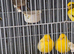 For Sale Beautiful Fife Canaries selling as a group six Pair,s assorted colours