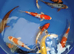 koi carp