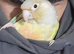Hand reared conures