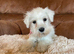 Miniature schnauzer puppies