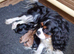 Quality True mini Cavapoo puppies in Eastleigh