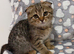 Beautiful Scottish Fold/Straight Kittens Ready for Their New Loving Homes