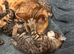 Bengal Mixed breed kittens with exceptional markings