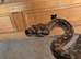 Centralian Carpet Python