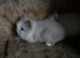 Lionhead Bunnies