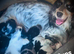 Outstanding Cocker Spaniel Puppies