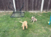 Kc Reg Isabella fawn boy health clear