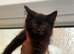 Maine coon xxx