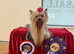 Yorkshire Terriers Puppies