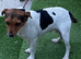 Jack Russell female