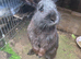 male rabbit