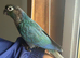 Voilet conure hand tamed