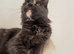 BEAUTIFUL PURE MAINE COON GIRLS BETTY & PARIS