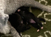 Bedlington terrier pups