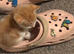 5 Male Kittens for Sale