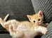 3 gorgeous ginger kittens