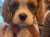 Beautiful King Charles pups