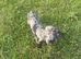 cocker spaniel puppy
