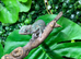 Sambava Male Panther Chameleon at Birmingham Reptiles