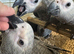 STUNNING African grey baby&rsquo;s