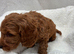 Cavapoo puppies