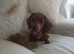 Miniture dashund