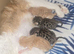 BENGAL X SELKIRK REX BOYS