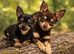 Chocolate and tan male teacup applehead chihuahua