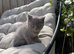 British shorthair kittens