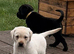 Beautiful litter of Labrador puppies