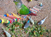 3 green cheek conures