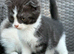 Scottish fold x BSH