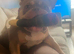 Pocket bully