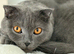 READY NOW!! British short hair x Scottish Fold kittens