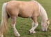 Palomino welsh x cob mare