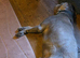 Silver lab with paper's