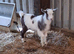 Pygmy billy kid ready now