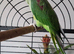 Beautiful Handreared Male Alexandrine Talking Parrot