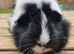 Beautiful Baby guinea pigs for sale
